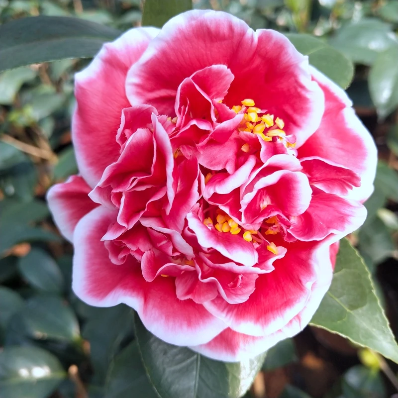 龙火珠茶花花卉绿植盆栽阳台庭院地栽品种山茶花苗木原盆原土发货