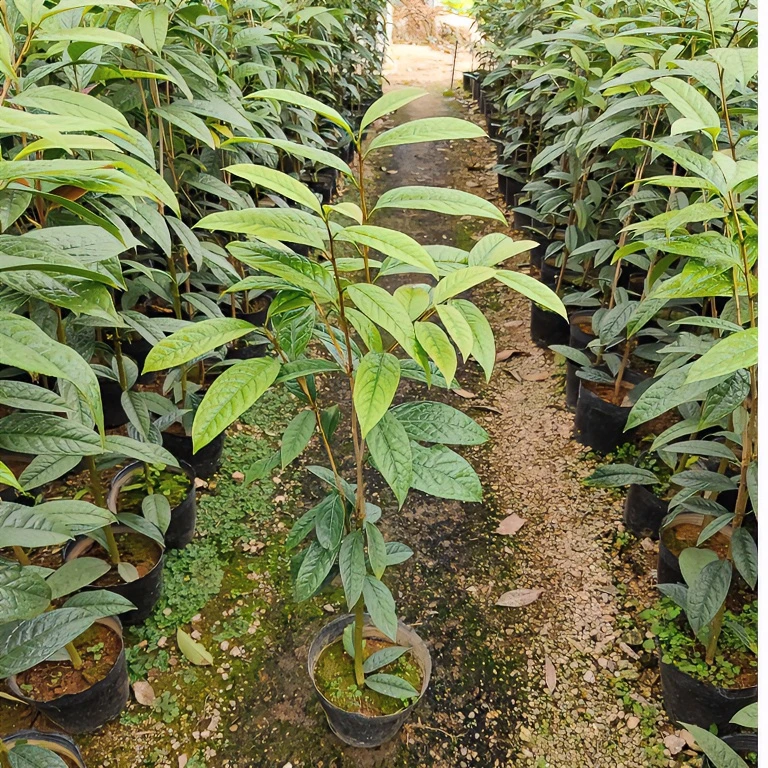 防城金花茶黄色庭院阳台客厅美观栽培春季冬季开花品牌基地批发