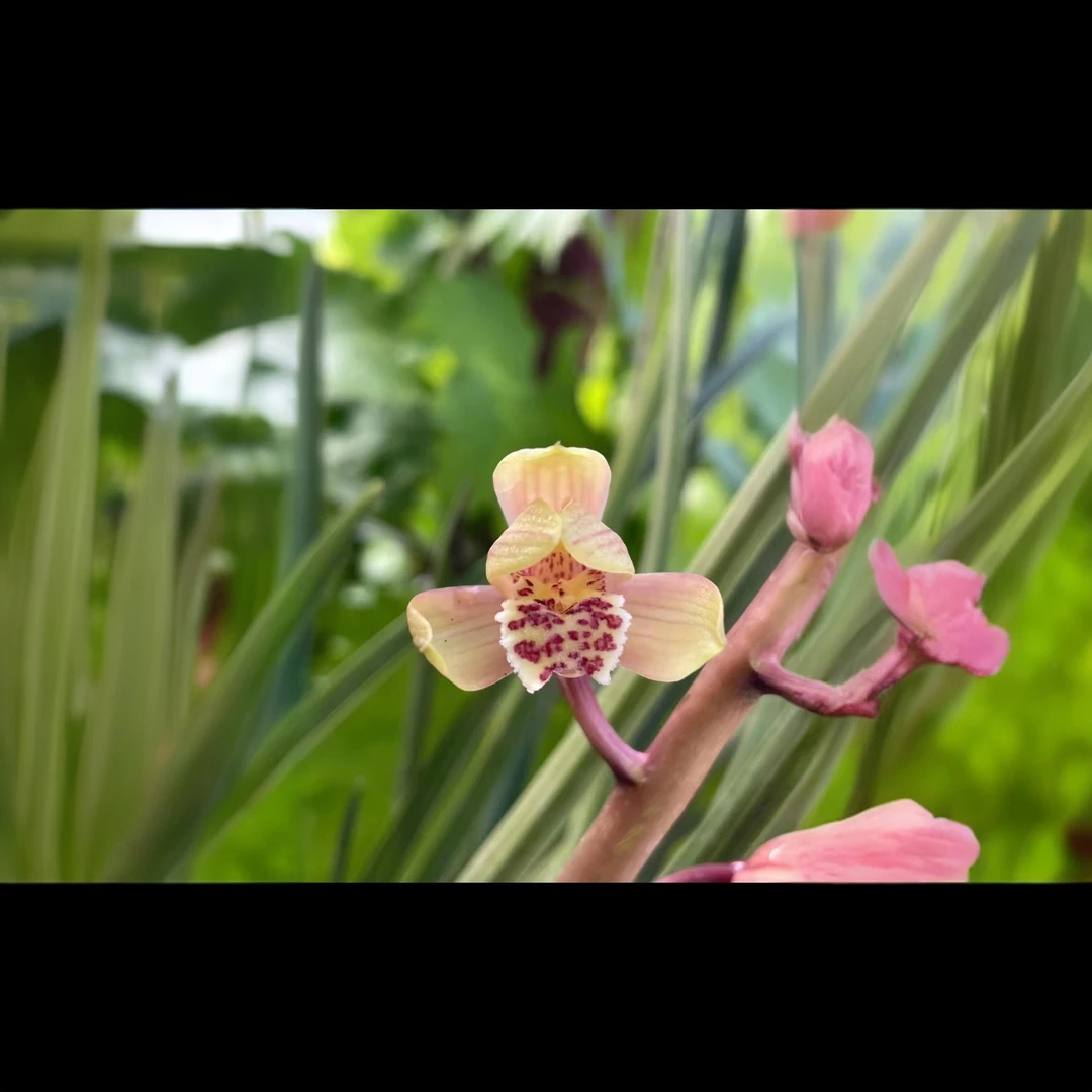 镇平兰界小杨哥惠兰艺草大放送直播间下单其他时间勿拍