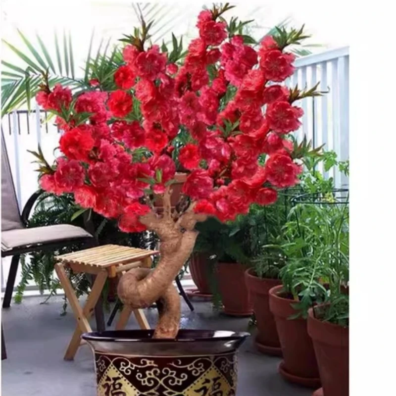 【中华寿星桃梅】桃梅树苗高端盆景梅花树苗耐寒花卉四季循环开花
