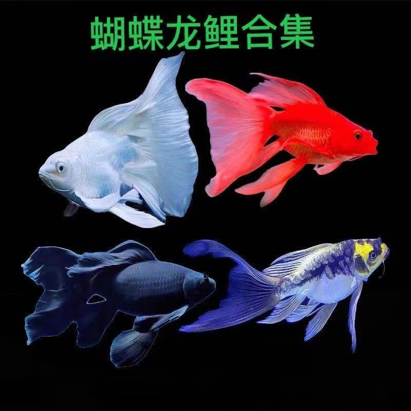 台湾蝴蝶球鲤活体鱼贵妃蝴蝶鲤鱼短身球体蝴蝶球体蝴蝶鱼活体饲养