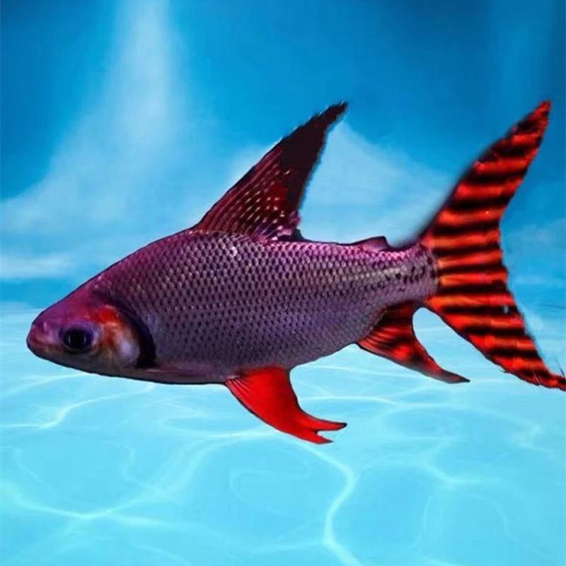 热带观赏鱼直纹飞凤鱼金凤银凤泰国鲫中层吃垃圾鱼龙缸配鱼