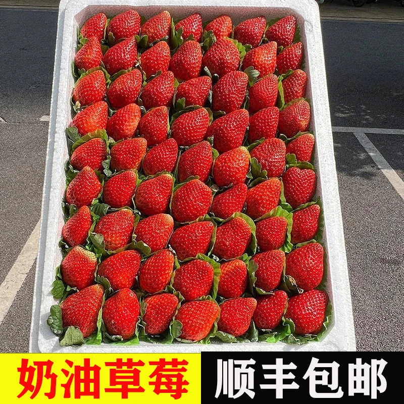 S【顺丰陆运】大凉山露天草莓新鲜孕妇水果奶油草莓非丹东鲜草莓甜