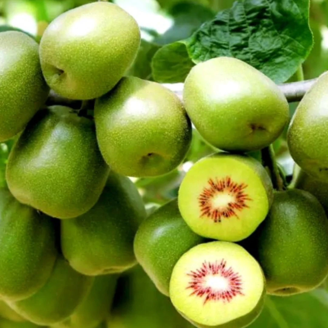 农民直销，苍溪红心猕猴桃10斤产地直发正宗水果产地直销新鲜