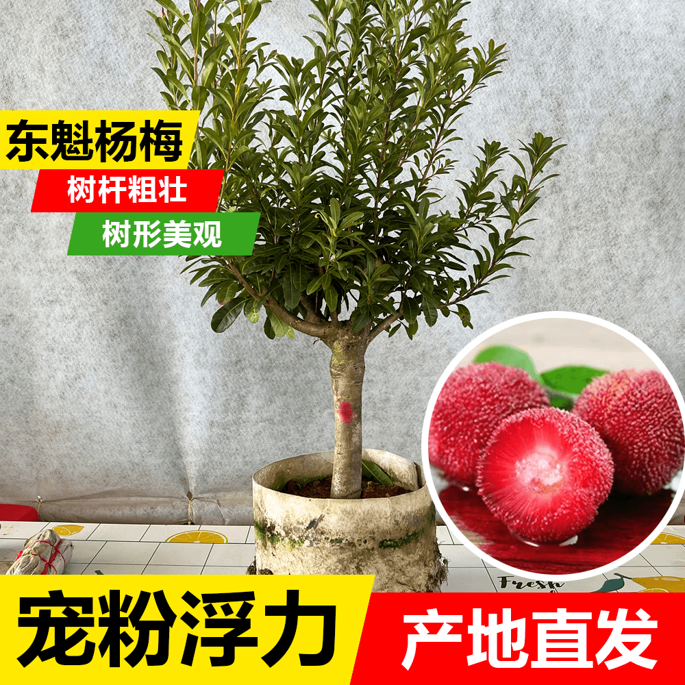 东魁杨梅果大苗当年可结果小院种植原土原叶发货生根育苗树枝成活