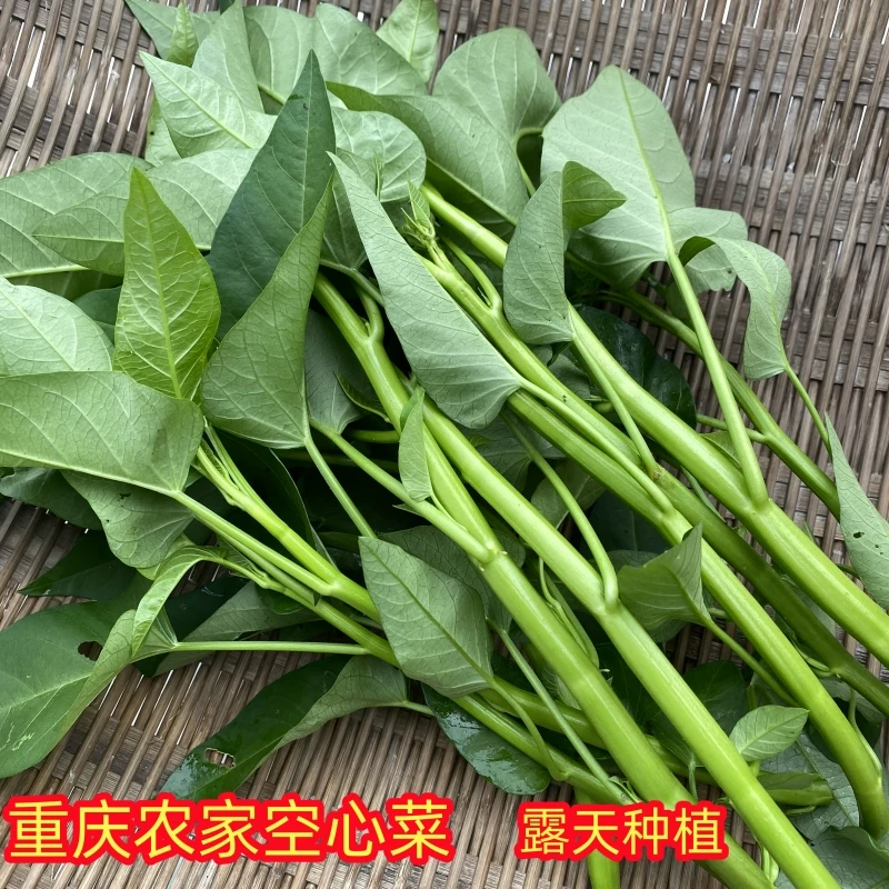 重庆农家嫩藤藤菜新鲜空心菜空筒菜翁菜蕹菜叶子菜通心菜现摘现发