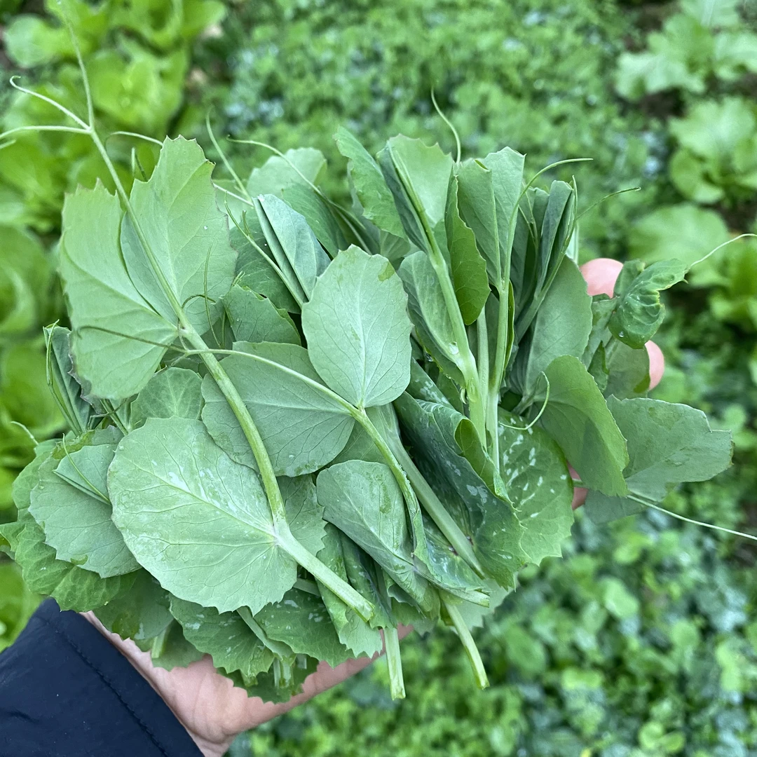 重庆嫩豌豆尖新鲜现摘豌豆苗龙须菜应季蔬菜叶子菜农家露天种植