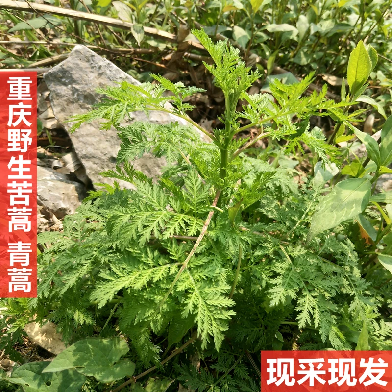 重庆新鲜苦蒿青蒿黄花蒿嫩蒿带根发货泡茶泡澡现挖现发