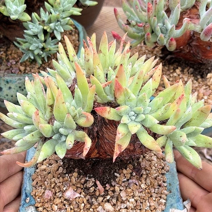 哈哈哈哈3197苹果叶法瑞诺莎