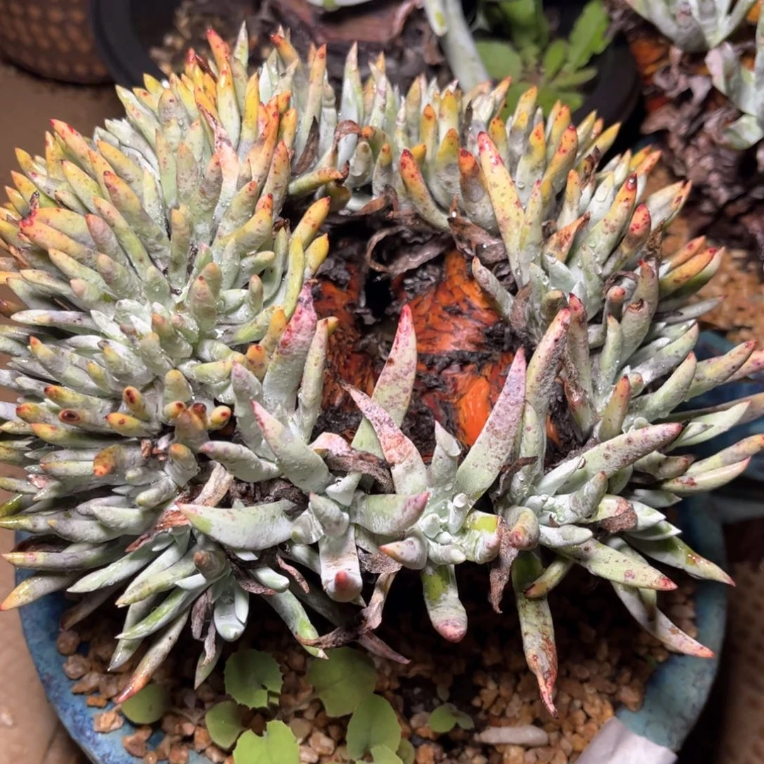 哈哈哈哈哈5749文森特