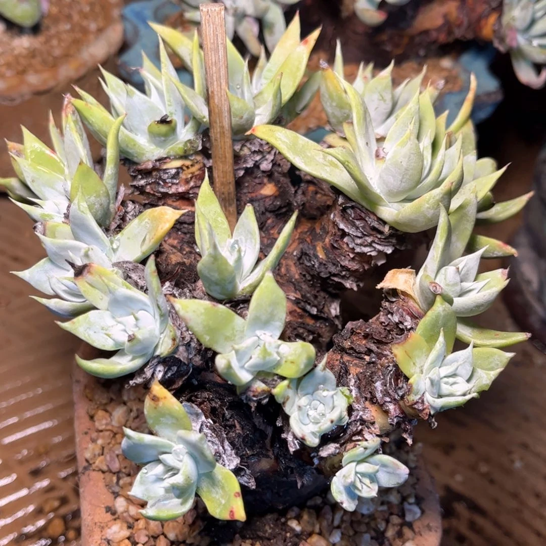 哈哈哈哈哈5719苹果叶雪山瑕疵