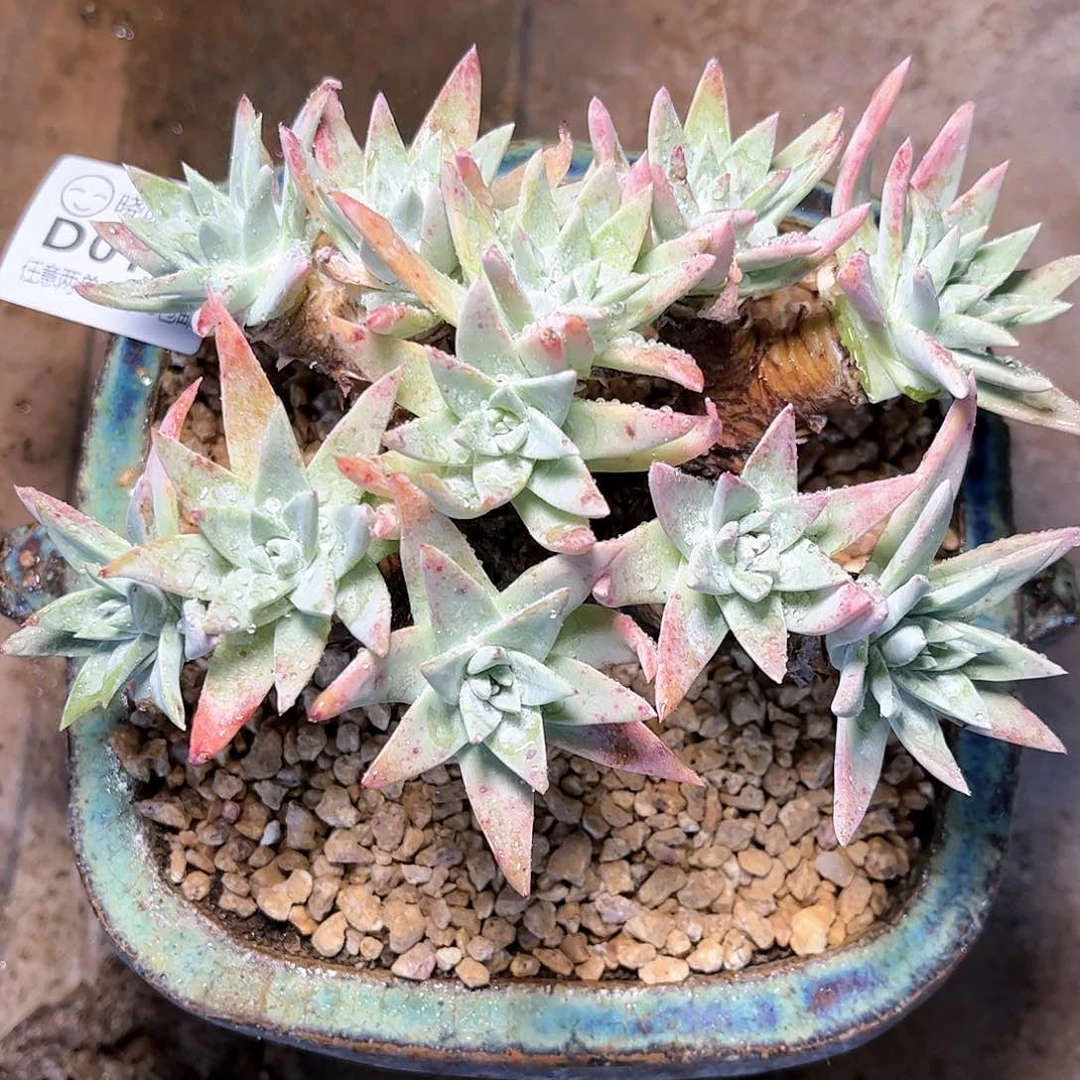 哈哈哈哈171苹果叶白菊