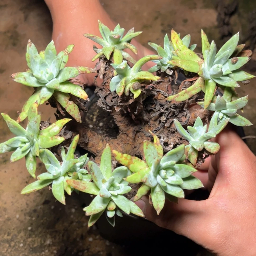 哈哈哈哈哈5692苹果叶瑕疵