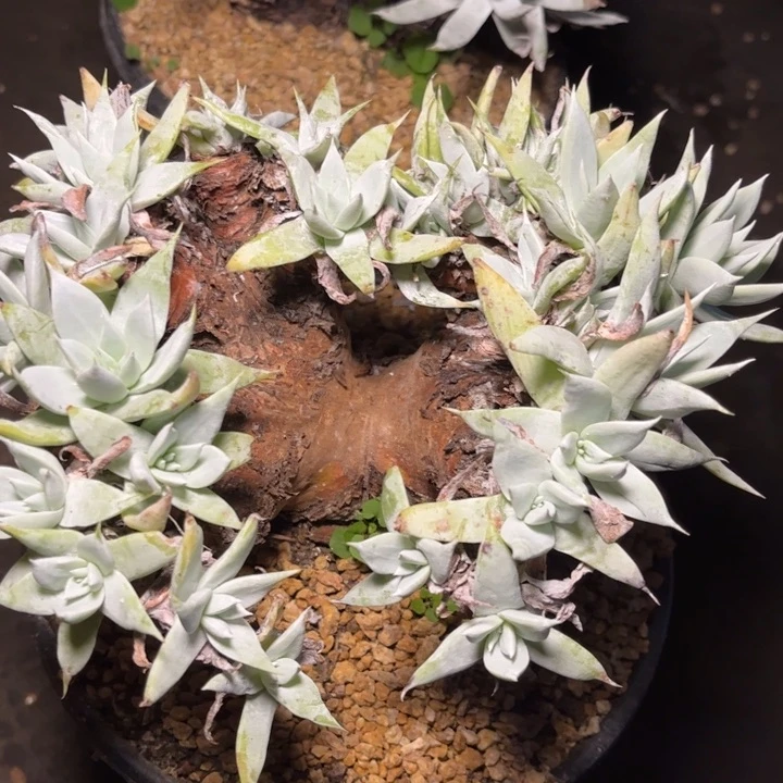 哈哈哈哈哈4254苹果叶雪山