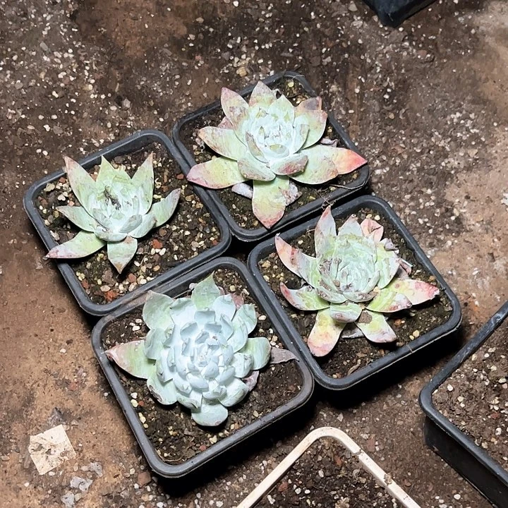 哈哈哈哈哈牡丹苹果叶四颗