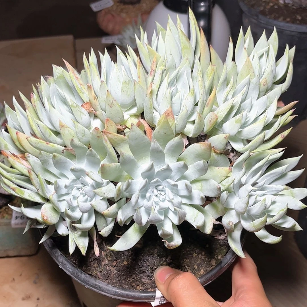 哈哈哈哈哈195雪奴