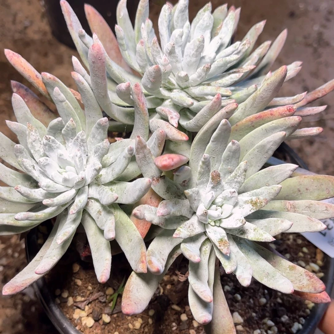 哈哈哈哈哈5331霜拇指苹果叶