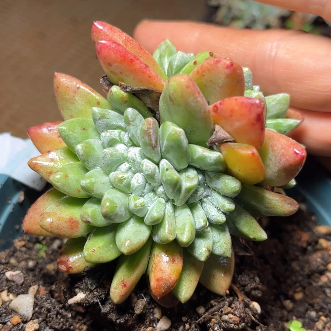 哈哈哈哈哈哈1719苹果叶拇指