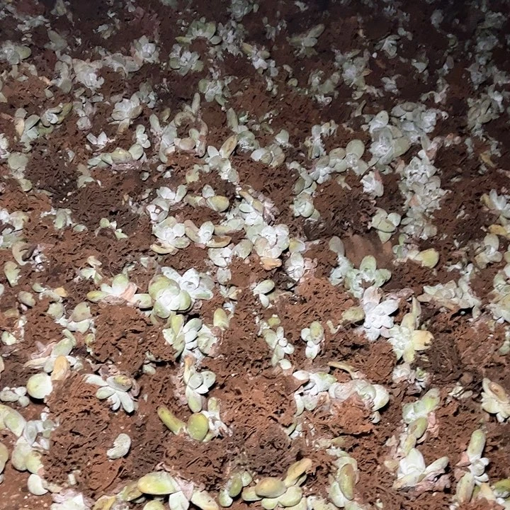哈哈哈哈哈拇指单头苹果叶
