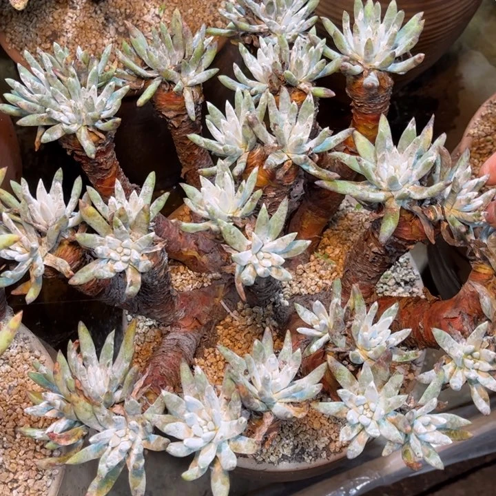 哈哈哈哈哈4171千福利