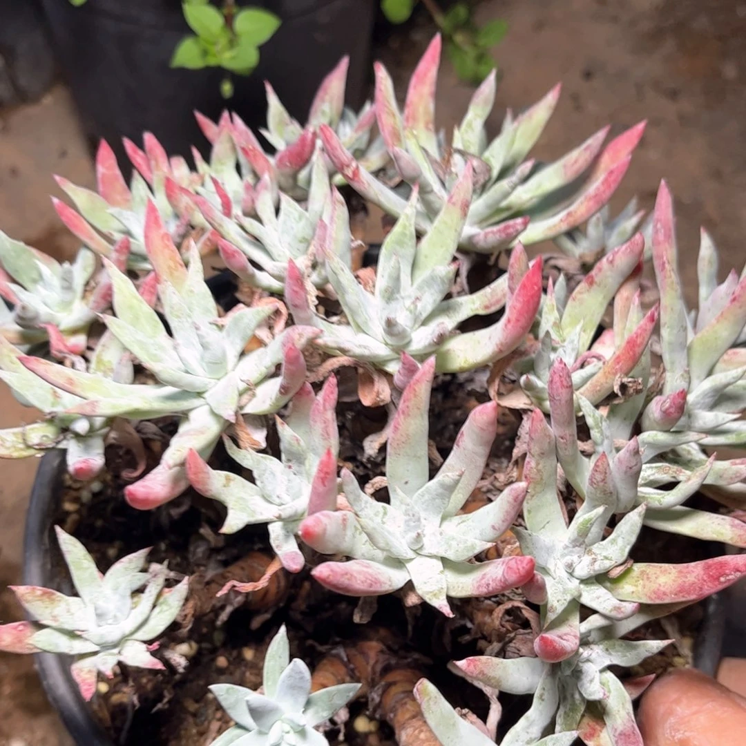 哈哈哈哈哈5344刘丹白菊