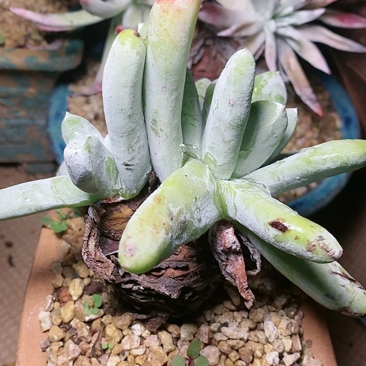 【闪购商品】哈哈哈哈哈1538拇指