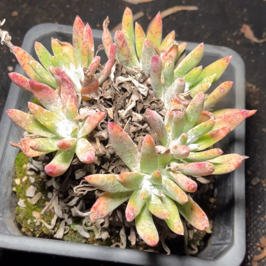 哈哈哈哈哈5214卡尔