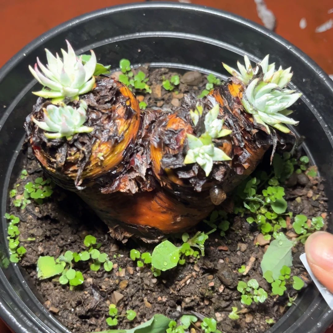 哈哈哈哈哈5426诺玛雪山