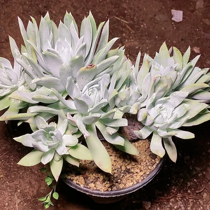 【闪购商品】哈哈哈哈哈6133苹果叶雪山