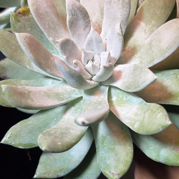 哈哈哈哈哈1156帕瑕疵