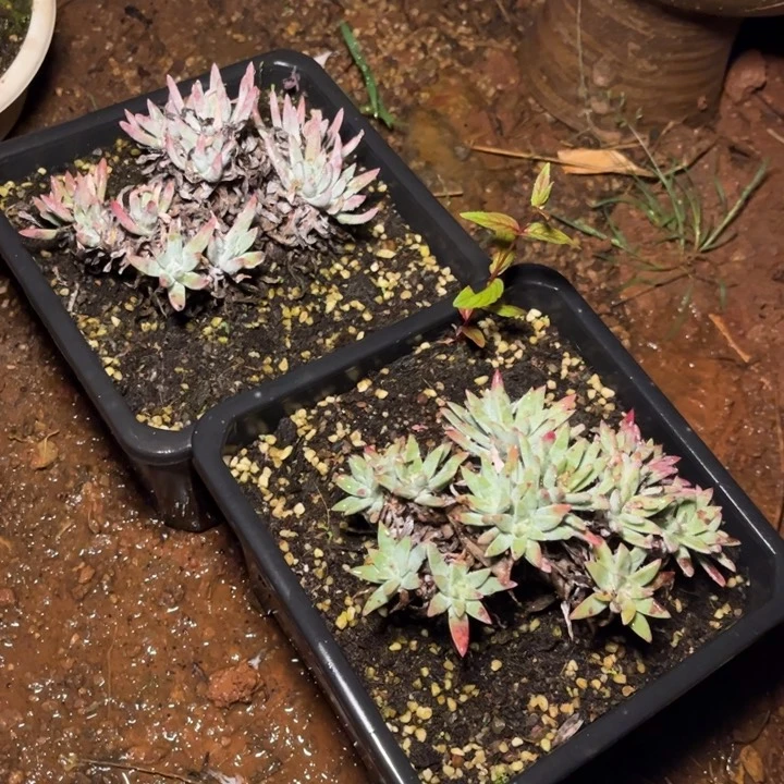 哈哈哈哈哈4093两颗