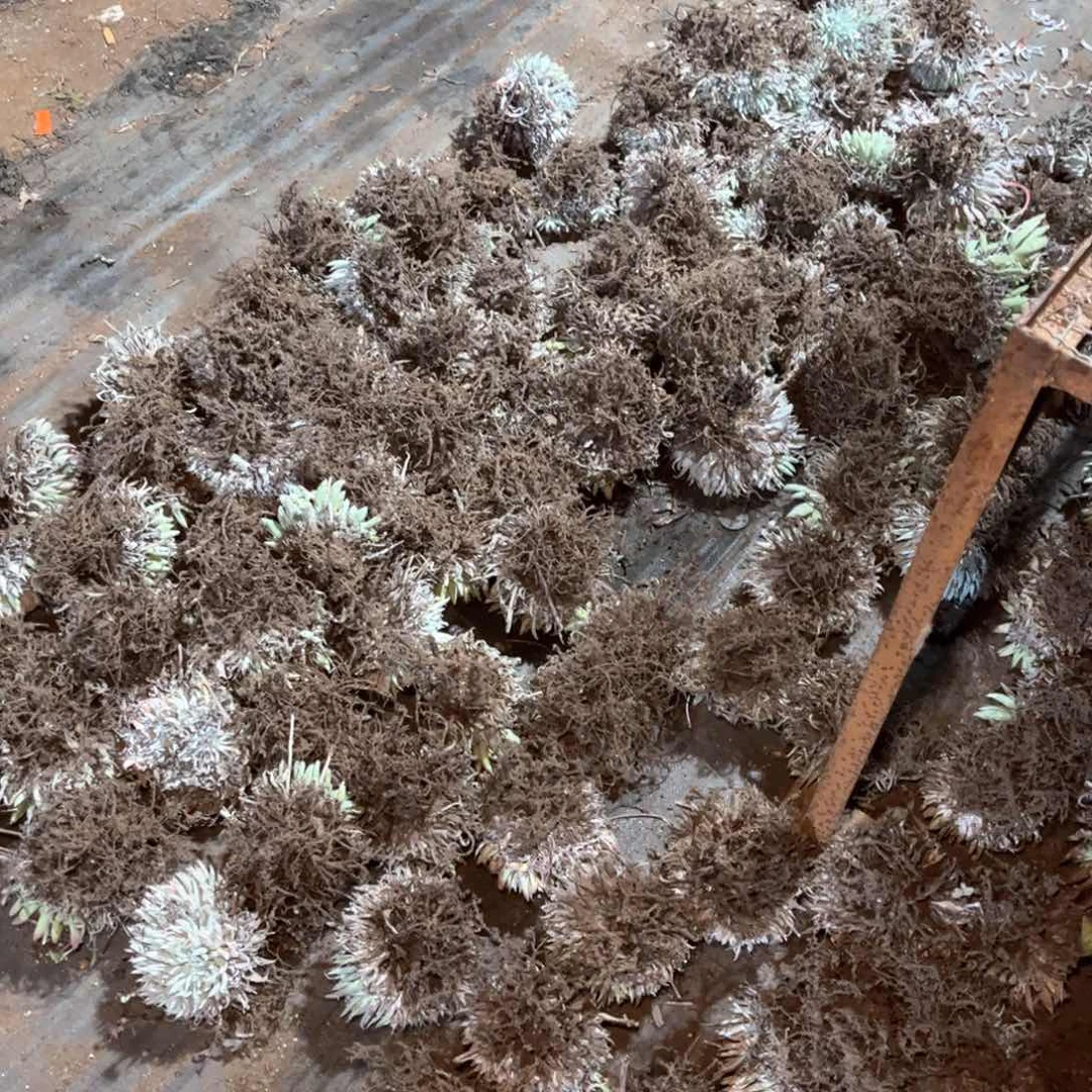 哈哈哈哈哈奴婢两颗