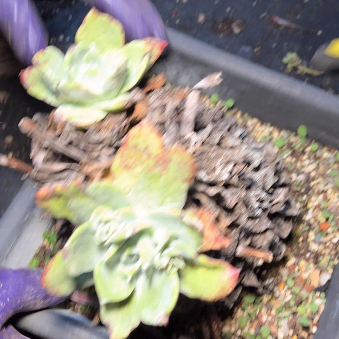 哈哈哈哈哈5131福利