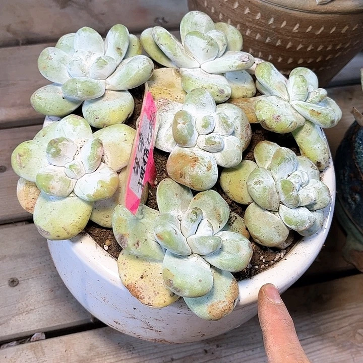 哈哈哈哈拇指单头