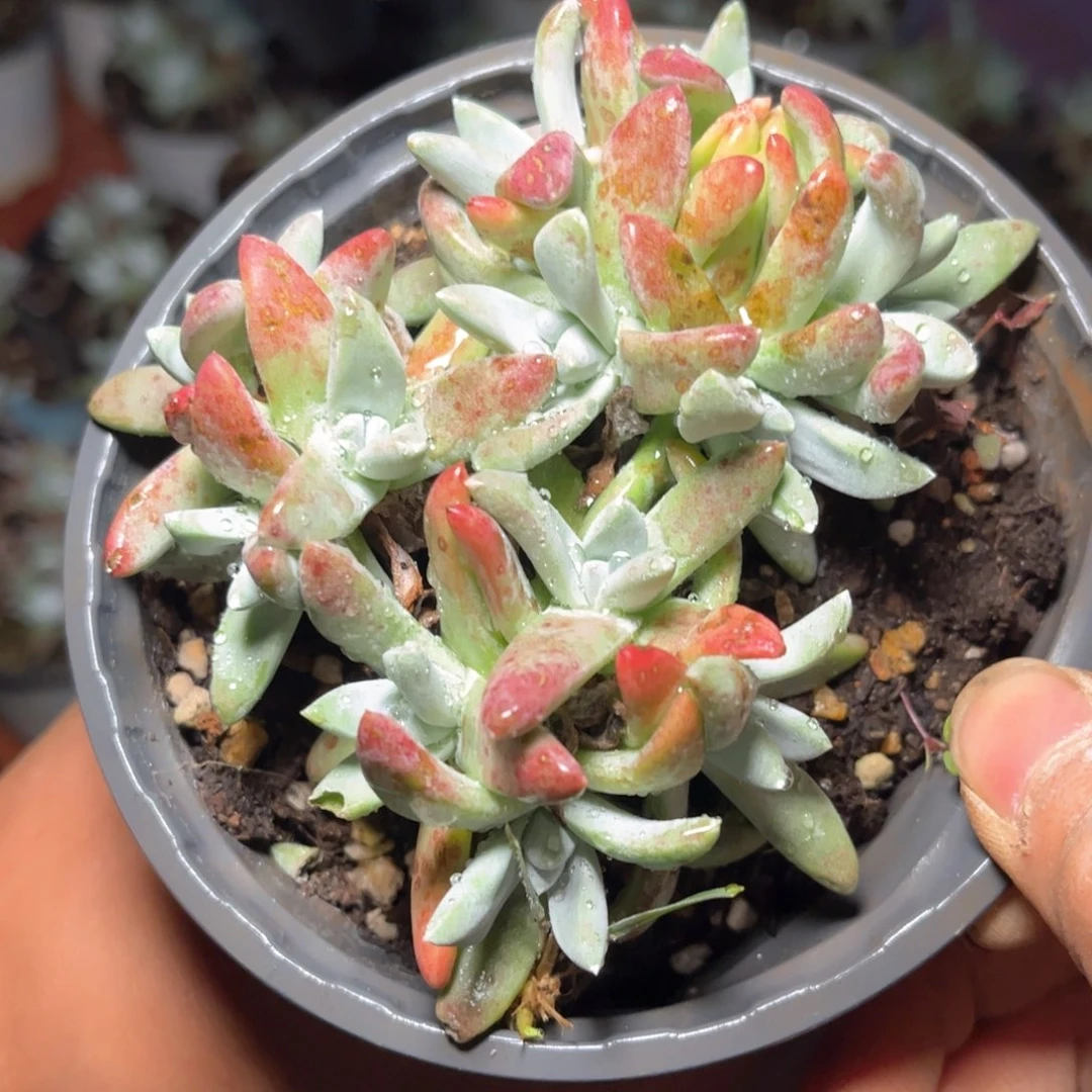 哈哈哈哈哈5355白姆