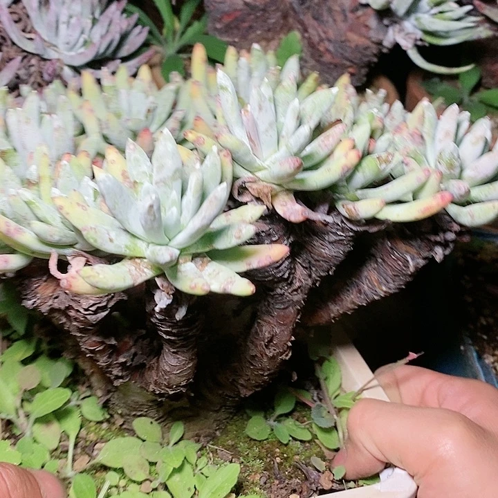 【闪购商品】哈哈哈哈哈1404漠然一拇指