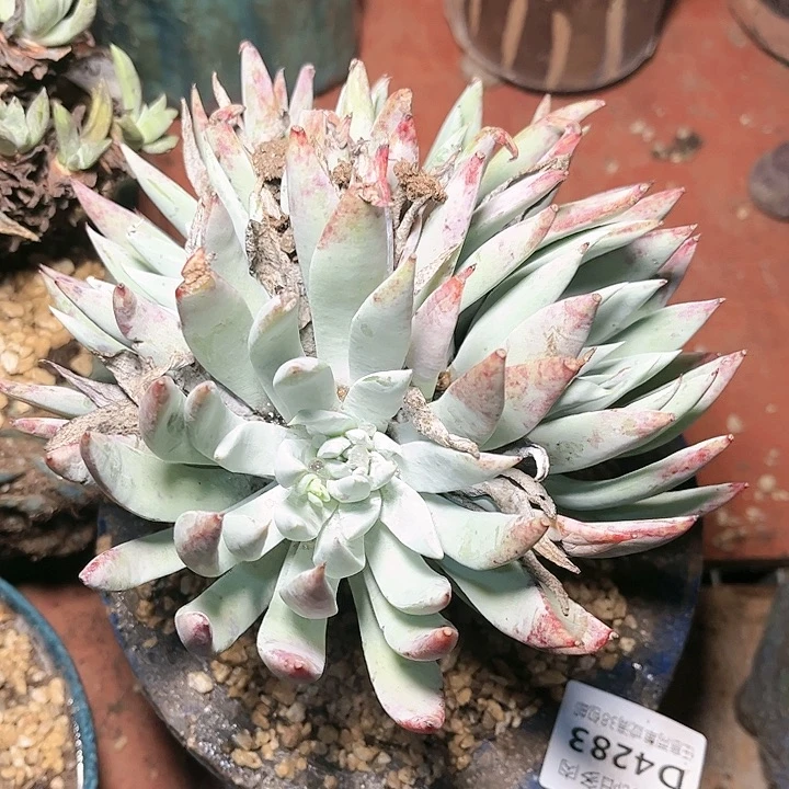 哈哈哈哈哈4283苹果叶雪山