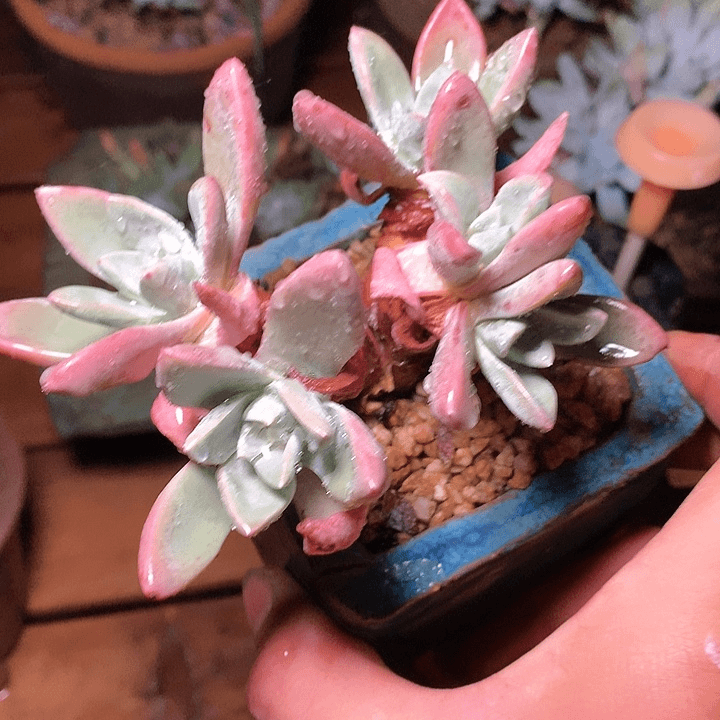 黄黄黄黄9686野砍泡西弗洛拉