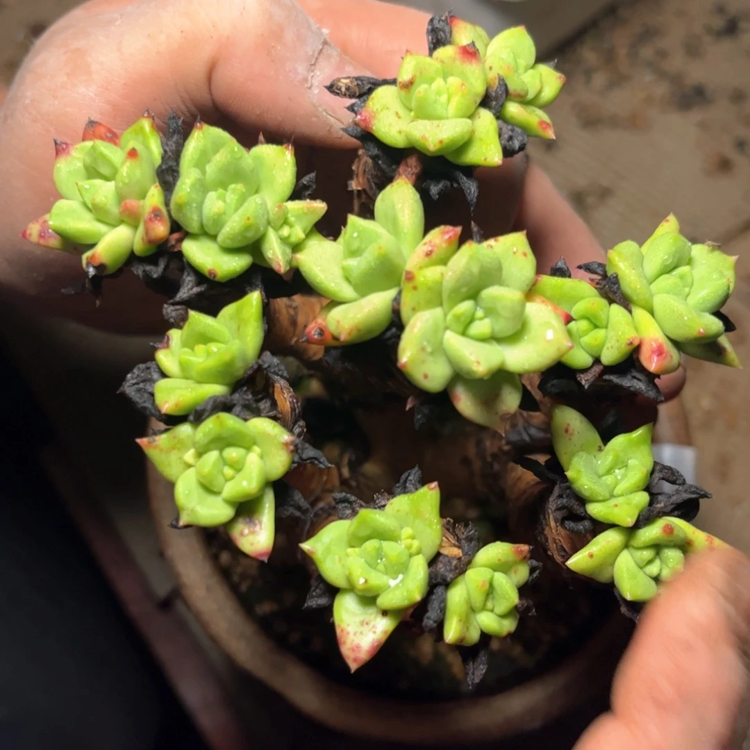 哈哈哈哈哈5781青冈