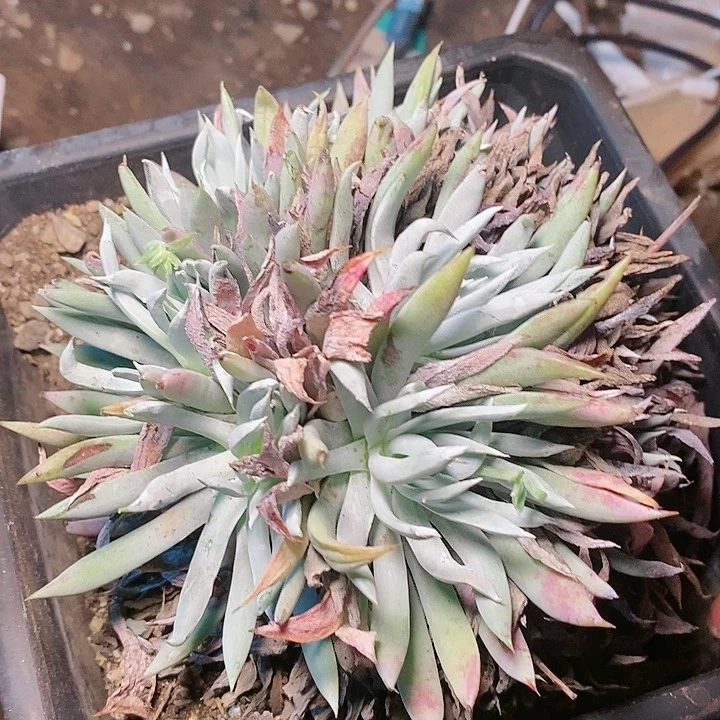 【闪购商品】哈哈哈哈哈1359雪花