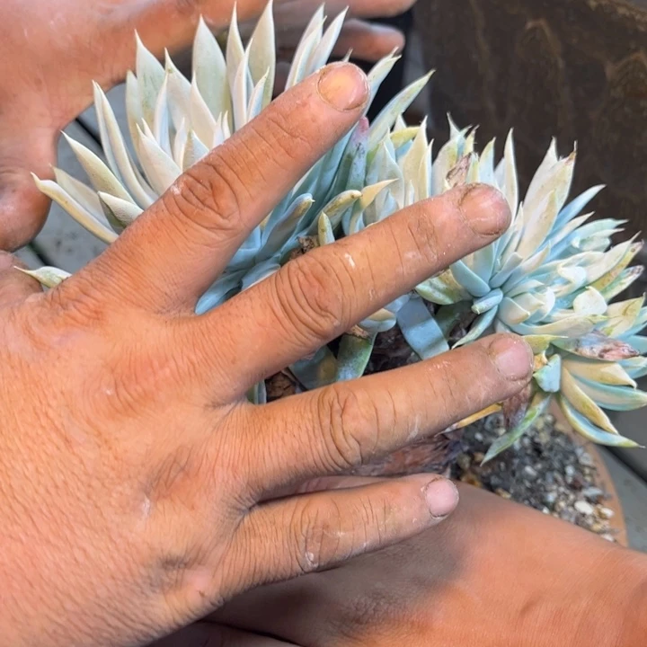 哈哈哈哈哈4260雪山