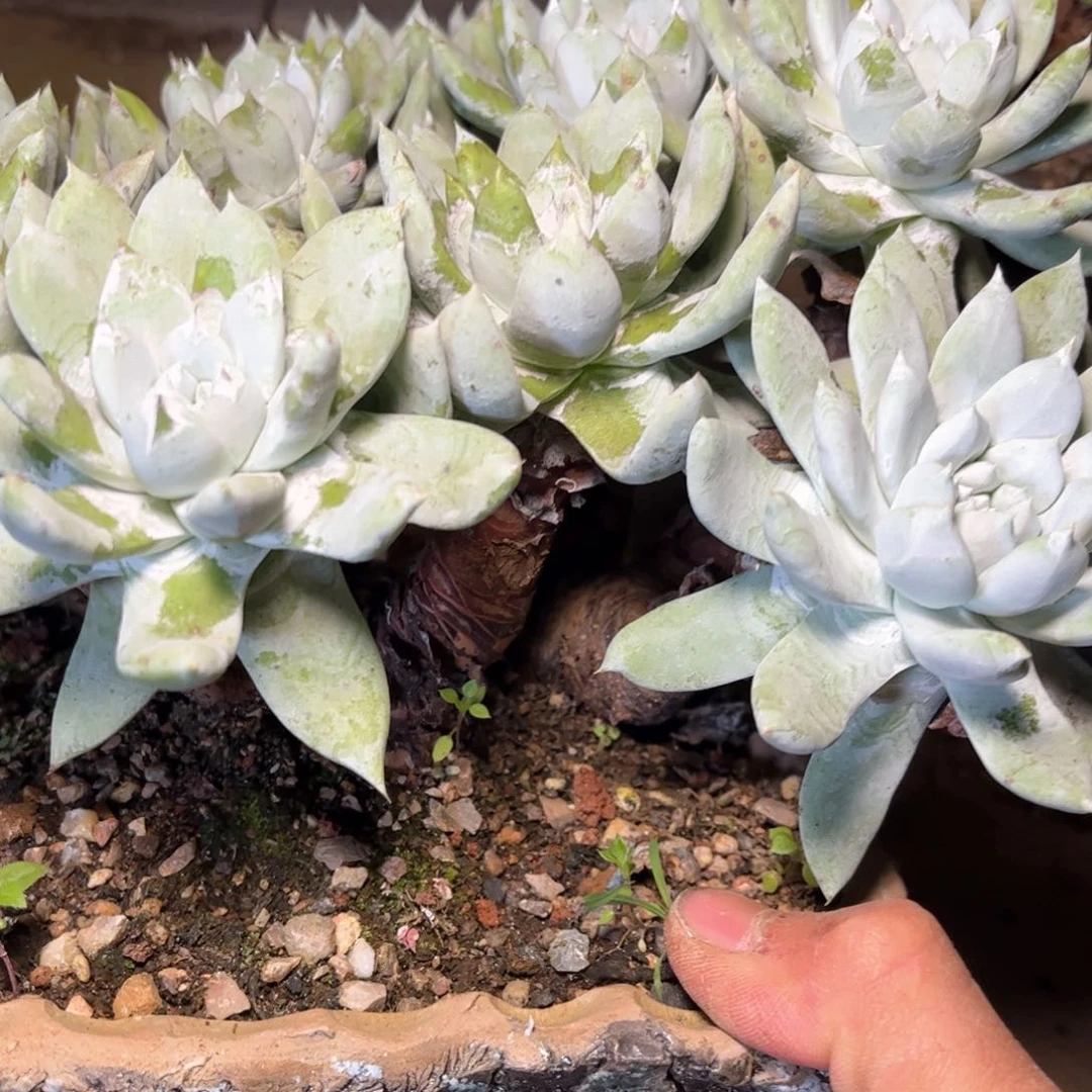 哈哈哈哈哈6030苹果叶拇指