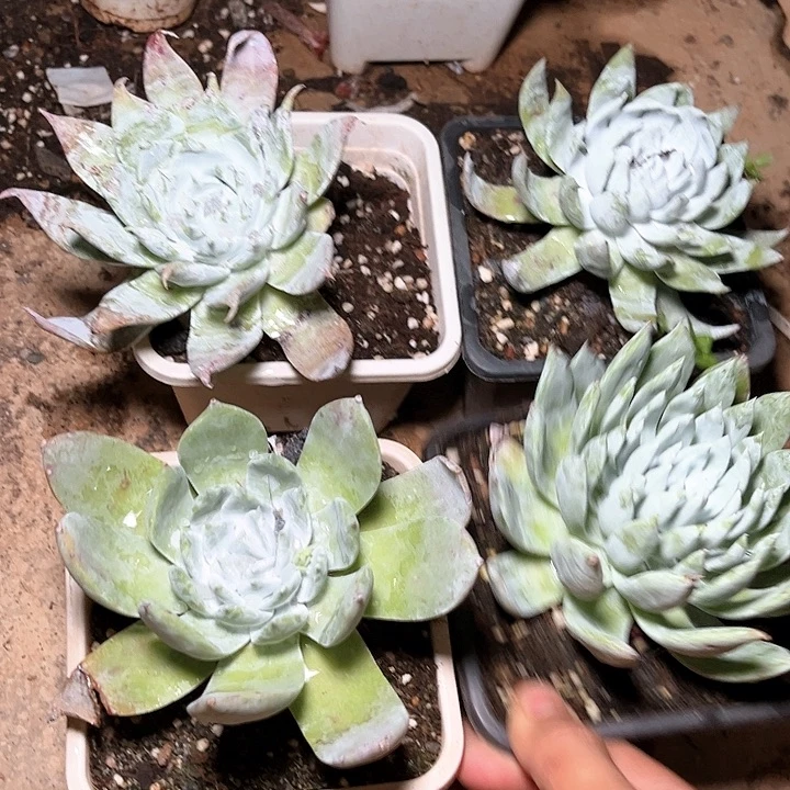 牡丹苹果叶两颗包邮