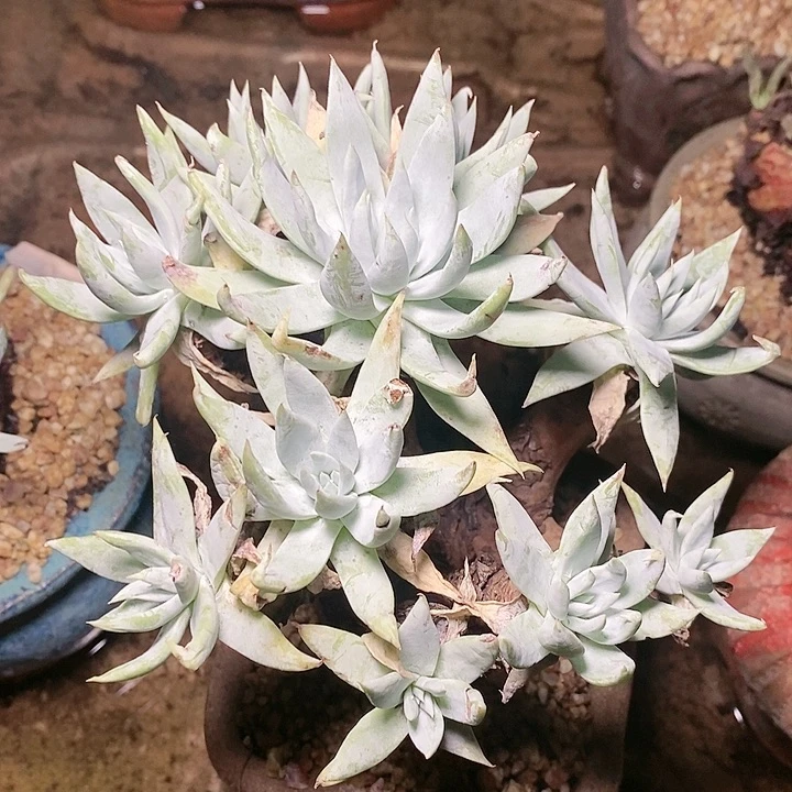 【闪购商品】哈哈哈哈哈6215苹果叶雪山