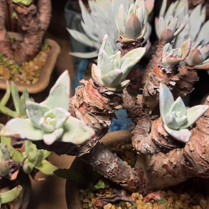 哈哈哈哈哈4011象牙叶苹果叶