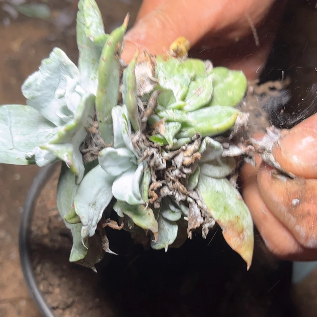 哈哈哈哈哈5685浦西