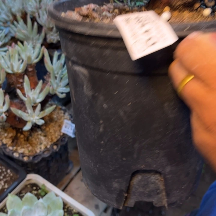 哈哈哈哈哈4186拇指