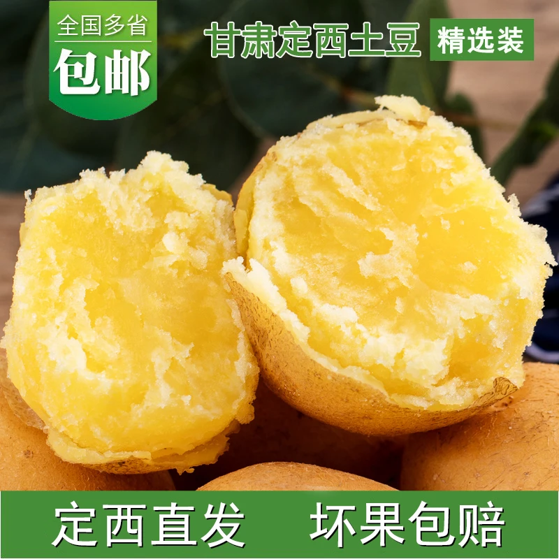 甘肃特产旱地洋芋定西黄心沙地土豆新鲜蔬菜食用黄金薯沙面5斤9斤