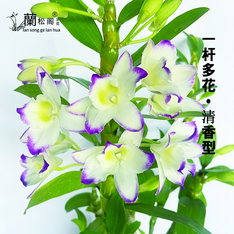 蘭松阁兰花 红粉之恋春石斛兰 现带花苞室内阳台掌上花卉绿植盆栽