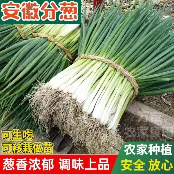 【莹姐】农家自种新鲜分葱现挖现发可生吃可栽3斤5斤包邮